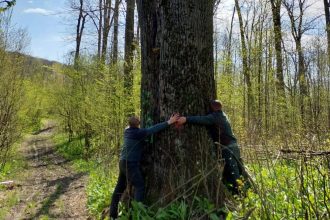 Diana Buzoianu anunță salvarea copacilor seculari din pădurile din jurul Iașiului: „Vor fi abori lăsaţi pentru biodiversitate!”