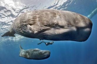 Descoperire uimitoare în adâncul oceanelor: Cașaloții comunică printr-un „alfabet” similar limbajului uman