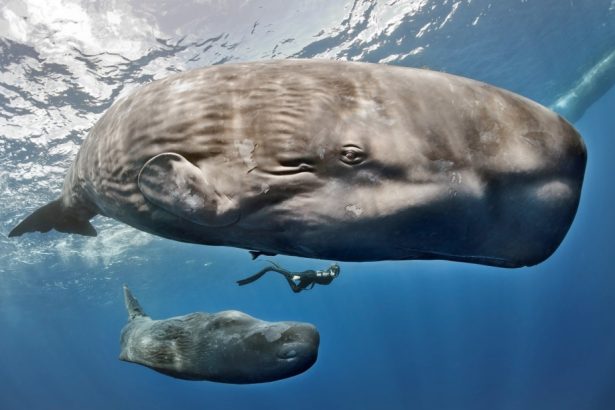 Descoperire uimitoare în adâncul oceanelor: Cașaloții comunică printr-un „alfabet” similar limbajului uman