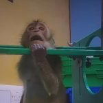 Imagini greu de privit filmate într-un centru de teste pe animale. Un fost angajat mărturisește că încă e „bântuit” de țipete: „Ni se spune că facem ceva pozitiv pentru lume”