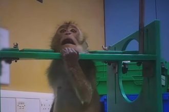 Imagini greu de privit filmate într-un centru de teste pe animale. Un fost angajat mărturisește că încă e „bântuit” de țipete: „Ni se spune că facem ceva pozitiv pentru lume”