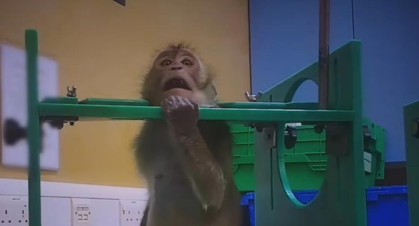 Imagini greu de privit filmate într-un centru de teste pe animale. Un fost angajat mărturisește că încă e „bântuit” de țipete: „Ni se spune că facem ceva pozitiv pentru lume”