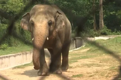Atac violent în India: un elefant a făcut prăpăd și a provocat moartea unui bărbat