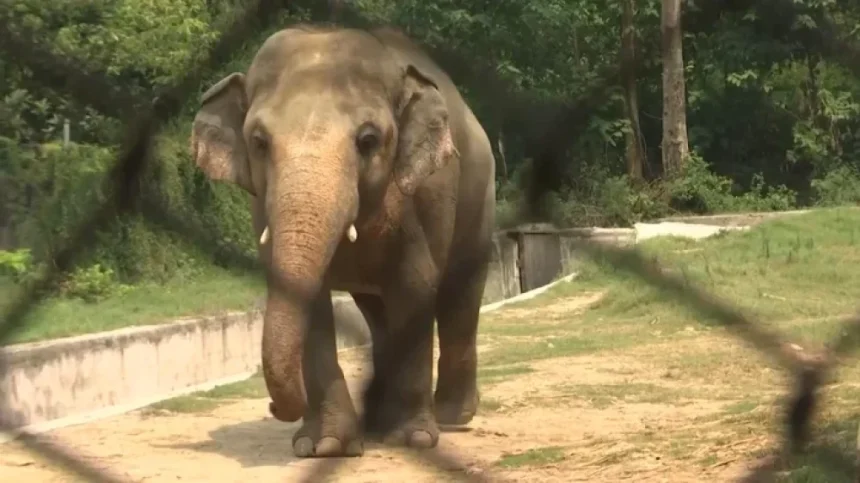 Șoc în India: elefant scăpat de sub control face prăpăd și ucide un bărbat Atac violent în India: un elefant a făcut prăpăd și a provocat moartea unui bărbat