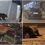 „În fiecare seară vin”. Coșmarul românilor din localitățile de munte: urșii au revenit pe străzi. Animalele caută hrană printre blocuri