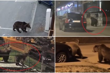 „În fiecare seară vin”. Coșmarul românilor din localitățile de munte: urșii au revenit pe străzi. Animalele caută hrană printre blocuri