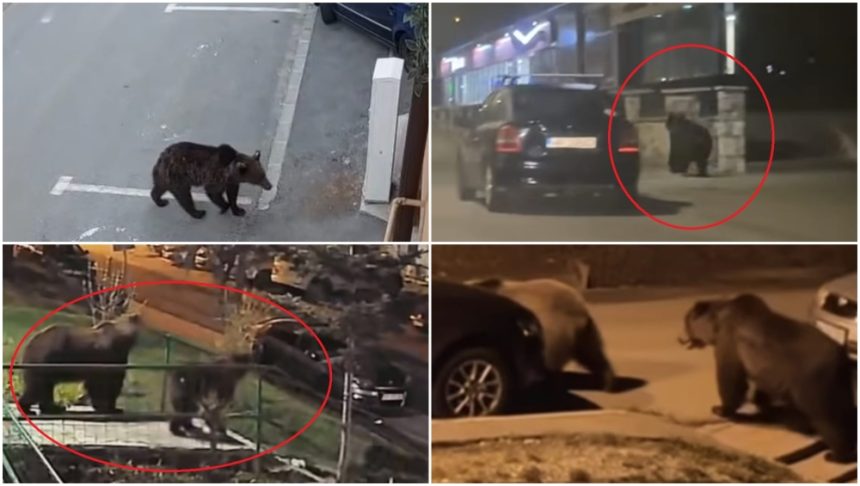 Panica nocturnă în localitățile montane: urșii revin pe străzi și răscolească blocurile după hrană „În fiecare seară vin”. Coșmarul românilor din localitățile de munte: urșii au revenit pe străzi. Animalele caută hrană printre blocuri