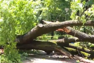 Copac uriaș căzut peste o alee din parcul Kiseleff. Zona rămâne sub monitorizare