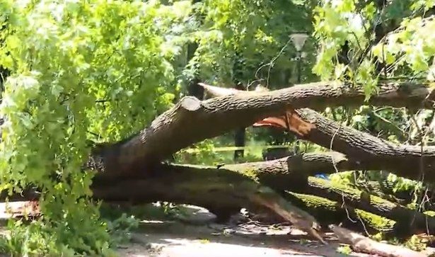 Copac uriaș căzut peste o alee din parcul Kiseleff. Zona rămâne sub monitorizare