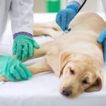 Ce nu se vede în medicina veterinară: epuizarea emoțională a celor care salvează animale
