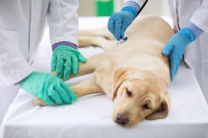 Ce nu se vede în medicina veterinară: epuizarea emoțională a celor care salvează animale