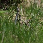 Lupta viperelor din Retezat, în imagini virale. „Ele nu atacă, dar se apără și au un instinct de apărare foarte dezvoltat”