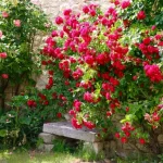 Cum să menții trandafirii înfloriți toată vara: 6 metode simple pentru flori abundente