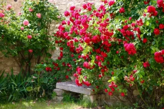 Cum să menții trandafirii înfloriți toată vara: 6 metode simple pentru flori abundente