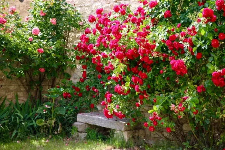 Cum să menții trandafirii înfloriți toată vara: 6 metode simple pentru flori abundente
