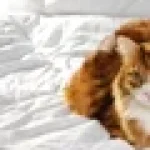 Cum să pregătești cartofi copți crocanți și aromați în doar câteva minute. Trucul simplu pe care trebuie să-l faci înainte de a-i pune la cuptor
