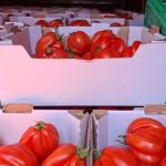 Legumicultorii își aruncă recoltele și acuză statul: „Din 100 de producători suntem 101 vânzători la șanț, e nevoie de reguli!”