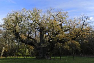 Stejarul celui mai cunoscut haiduc, vechi de 1.200 de ani, ar fi murit, anunţă experţii. „Este sfâşietor pentru toată lumea”