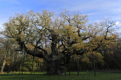 Stejarul celui mai cunoscut haiduc, vechi de 1.200 de ani, ar fi murit, anunţă experţii. „Este sfâşietor pentru toată lumea”