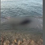 Situație îngrijorătoare pe litoralul românesc! 80 de delfini au fost găsiți pe malul mării. Care este motivul