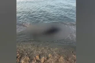 Situație îngrijorătoare pe litoralul românesc! 80 de delfini au fost găsiți pe malul mării. Care este motivul
