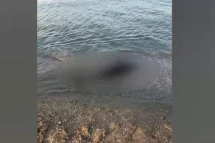 Situație îngrijorătoare pe litoralul românesc! 80 de delfini au fost găsiți pe malul mării. Care este motivul