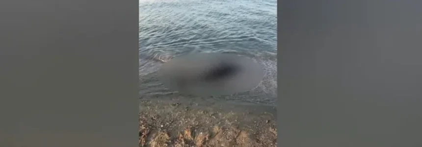 Situație îngrijorătoare pe litoralul românesc! 80 de delfini au fost găsiți pe malul mării. Care este motivul