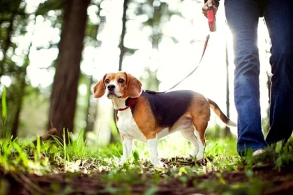 Nu mai scoate câinele la plimbare la aceste temperaturi. Când poate deveni căldura letală pentru animale