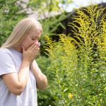 Cea mai periculoasă plantă alergenică ascunde un secret neașteptat. Ambrozia, studiată pentru efectele sale împotriva tumorilor și bolilor de ficat