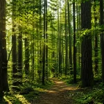 Programul de reîmpădurire al Chinei fascinează pe toată lumea. Motivul pentru care arborii plantați cresc cu 66% mai repede decât cei din pădurile naturale