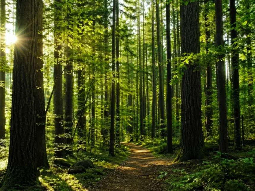 Dezvăluire: programul de reîmpădurire al Chinei produce arbori care cresc cu 66% mai rapid - motivul care uimește lumea Programul de reîmpădurire al Chinei fascinează pe toată lumea. Motivul pentru care arborii plantați cresc cu 66% mai repede decât cei din pădurile naturale
