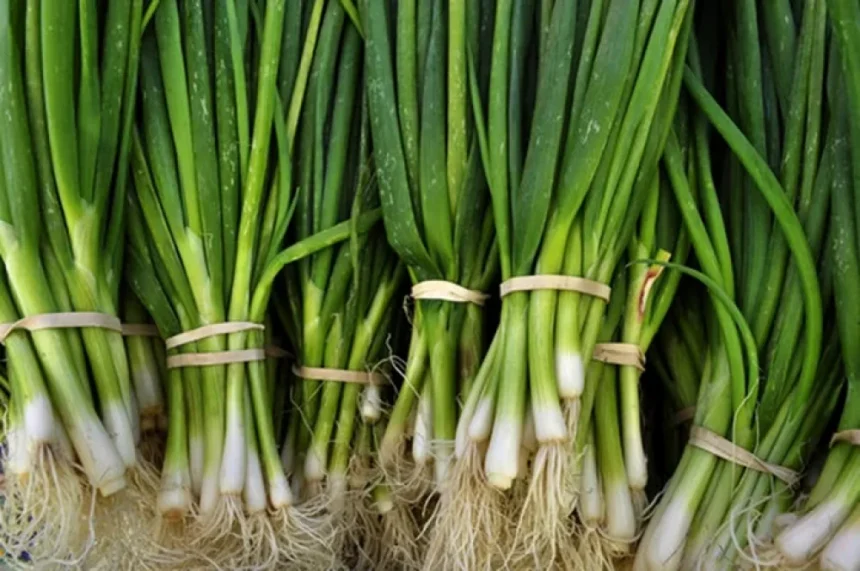 Nu mai arunca ceapa verde - trucuri simple pentru a o păstra proaspătă, a o regenera acasă și a economisi bani Cum păstrezi ceapa verde proaspătă mai mult timp și cum o poți regenera acasă. Trucurile simple care te ajută să economisești bani