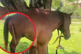 Gest șocant în Argeș. Un bărbat a lovit cu toporul un cal, după un conflict între mai multe persoane