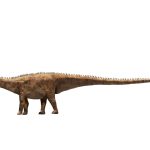 O nouă specie de dinozaur uriaș a fost descoperită pornind de la o singură vertebră