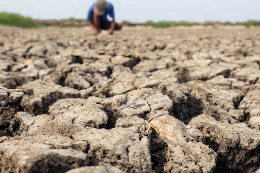 Avertismente sumbre ale experților despre „super El Nino”: fenomenul ar putea crește prețurile alimentelor timp de ani de zile