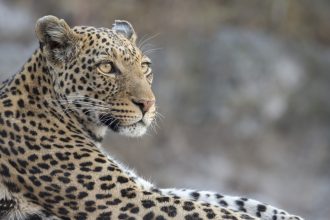 Momentul în care un leopard a intrat într-un magazin de băuturi alcoolice din India