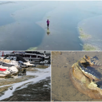„Putem merge pe jos până în România”. Dunărea și Rinul seacă sub caniculă: reactoare oprite, nave blocate și epave descoperite