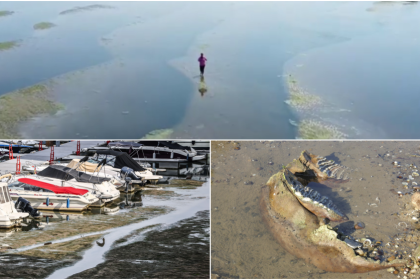 „Putem merge pe jos până în România”. Dunărea și Rinul seacă sub caniculă: reactoare oprite, nave blocate și epave descoperite