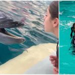 Meseria pe care o au doar patru români: „Nu există cursuri, totul se învață de la colegii mai vechi”
