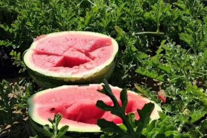 Efectele consumului zilnic de pepene asupra rinichilor. Ce spun specialiștii