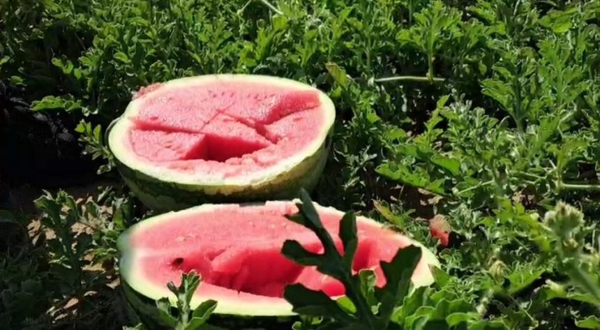Mănânci pepene în fiecare zi? Află ce efect surprinzător are asupra rinichilor, spun specialiștii Efectele consumului zilnic de pepene asupra rinichilor. Ce spun specialiștii
