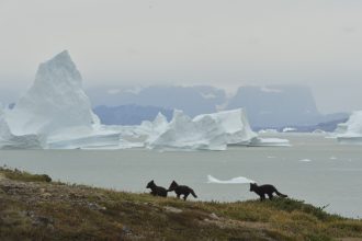 Groenlanda, sub presiunea lui Trump. O companie din Texas forțează limitele: foraj petrolier fără acordul autorităților locale