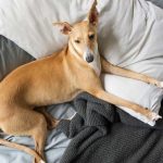Ce rase de câini sunt mai sensibile la zgomot și agitație. Veterinarul explică de ce au nevoie de liniște
