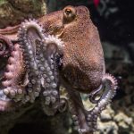 Cum încearcă Italia să oprească invazia crabului albastru cu ajutorul caracatițelor. Crustaceele provoacă pagube enorme pescarilor
