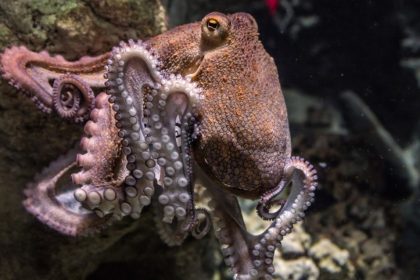 Cum încearcă Italia să oprească invazia crabului albastru cu ajutorul caracatițelor. Crustaceele provoacă pagube enorme pescarilor