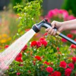Mai trebuie udate plantele toamna? Ce spun experții în grădinărit