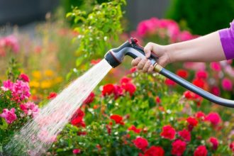 Mai trebuie udate plantele toamna? Ce spun experții în grădinărit