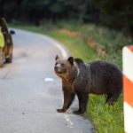Un bărbat din Harghita a fost atacat de urs după ce mașina în care era a lovit animalul. A ajuns de urgență la spital