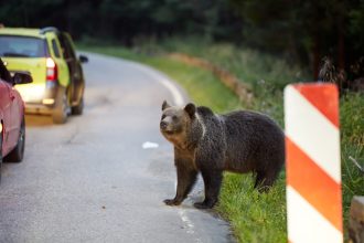 Un bărbat din Harghita a fost atacat de urs după ce mașina în care era a lovit animalul. A ajuns de urgență la spital