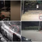 Sat terorizat de lupi. Animalele intră în gospodării și ucid până și câinii de pază: „Așteptăm să se întâmple ceva oribil?!”